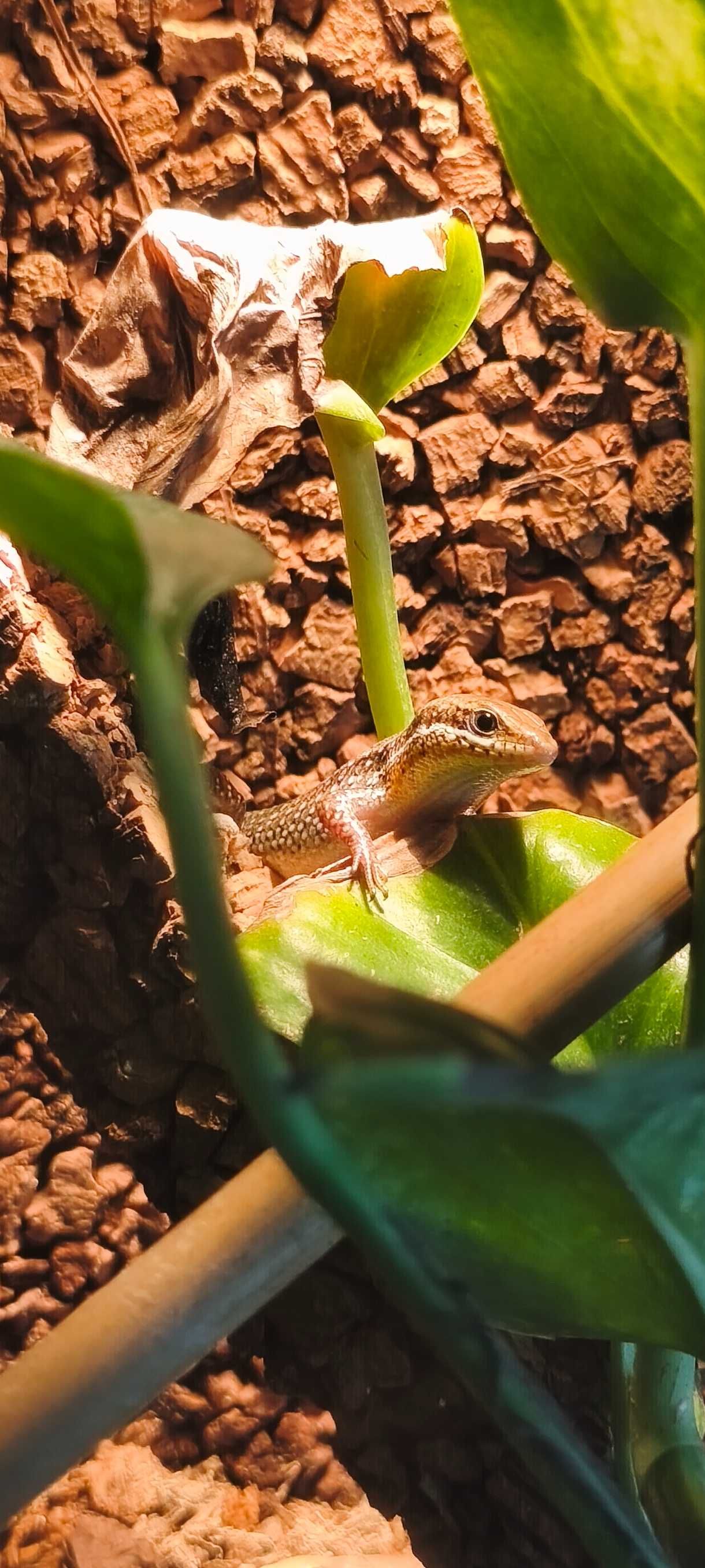 Jaszczurka scynk Eutropis macularia