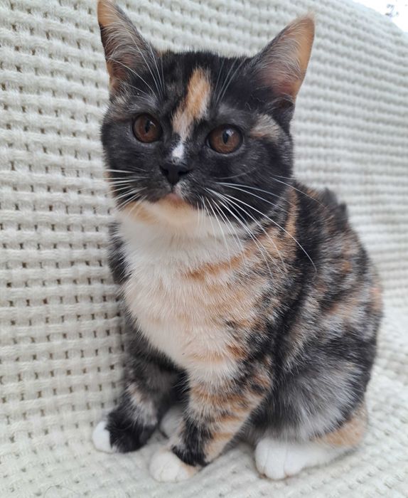 Продам котят от шотландки родились 11.07