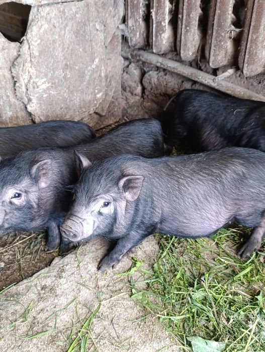 Продам поросят вєтнамських