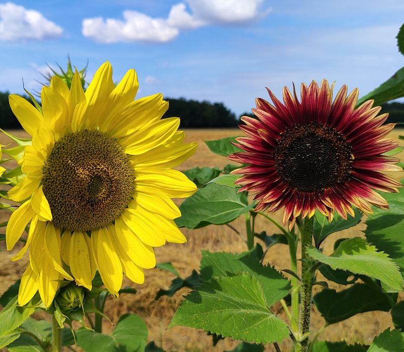 Słonecznik ozdobny nasiona