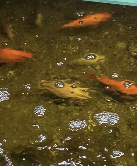 Peixes de agua fria para lagos