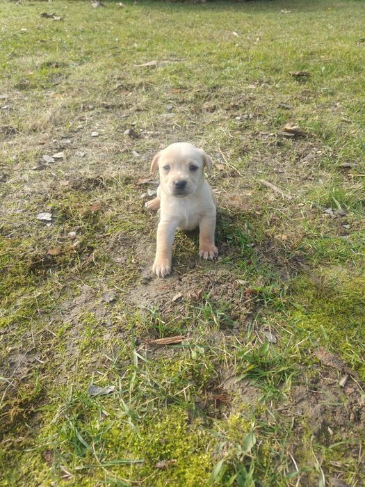Szczenięta Labrador