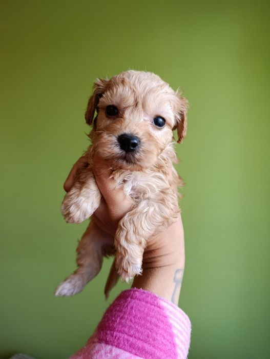 Maltipoo szczeniak f1b , mama maltipoo tata pudel