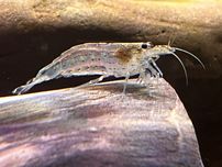 Krewetka Amano Caridina multidentata / Caridina japonica