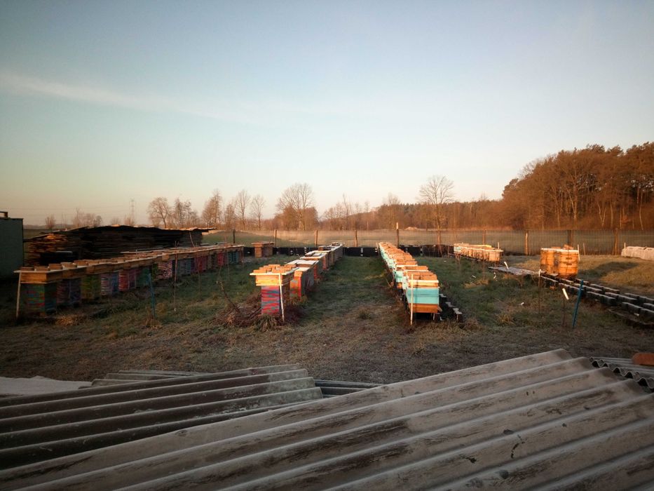 Odkłady pszczele Wielkopolskie, Warszawskie Zwykłe i Poszerzone