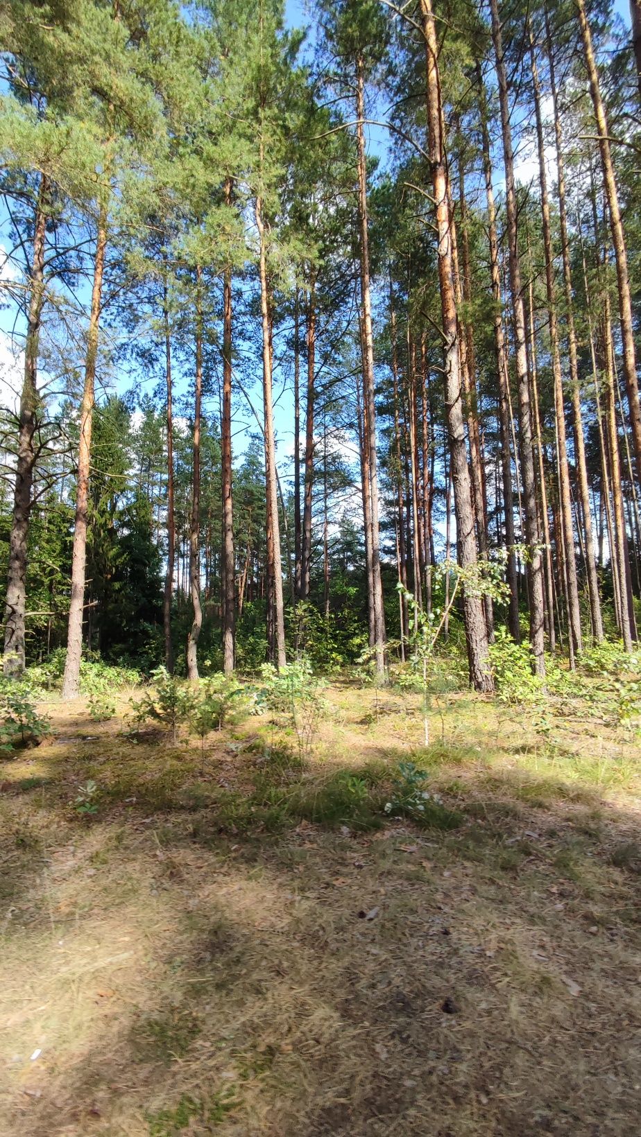 Domek całoroczny "Sosnowe Zacisze" w Zelwie