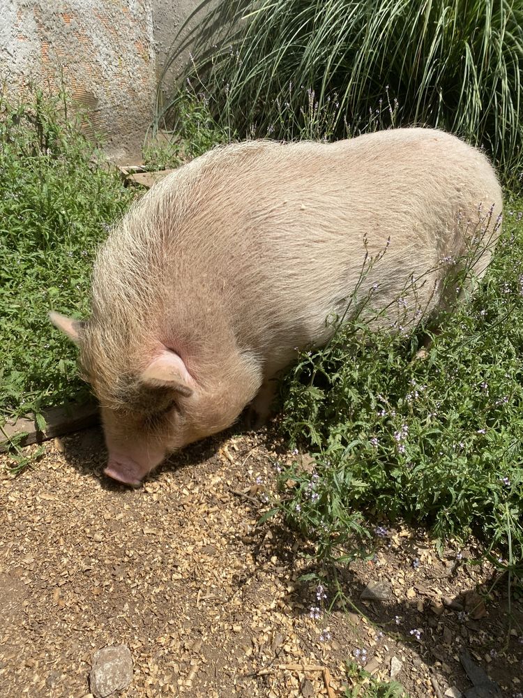 Vendo 2 porcas Vietnamitas