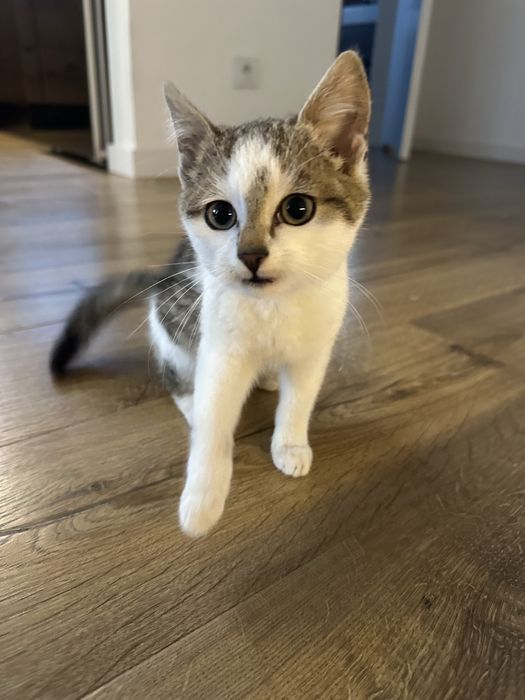 Oddam Kociczke ok 8 tygodni