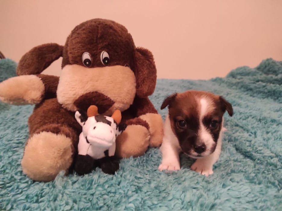 Jack Russell Terrier - Femea LOP