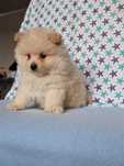 Pomeranian boo aktualne