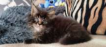 Marvel kocurek Maine Coon/FPL