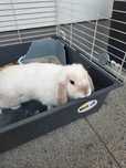 Mini lop baranek +duża klatka