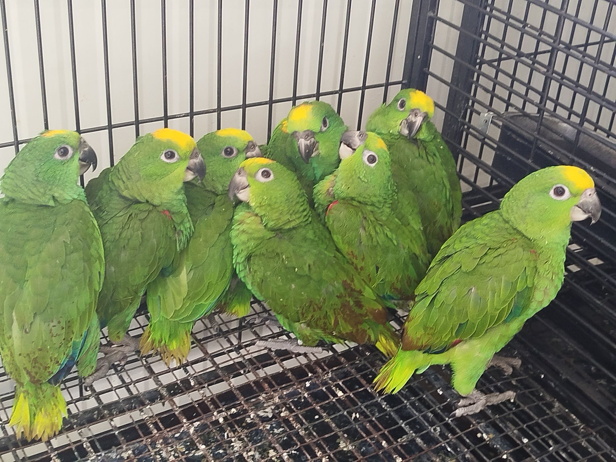 Amazonas auropalliata