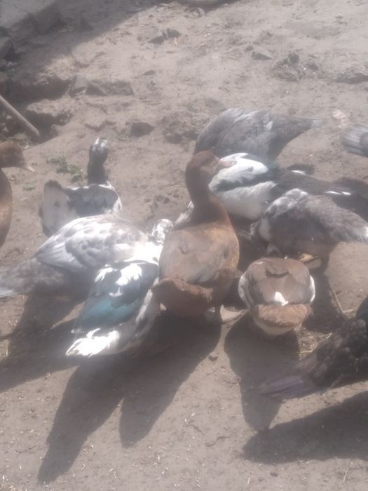 Продам качок шипуни