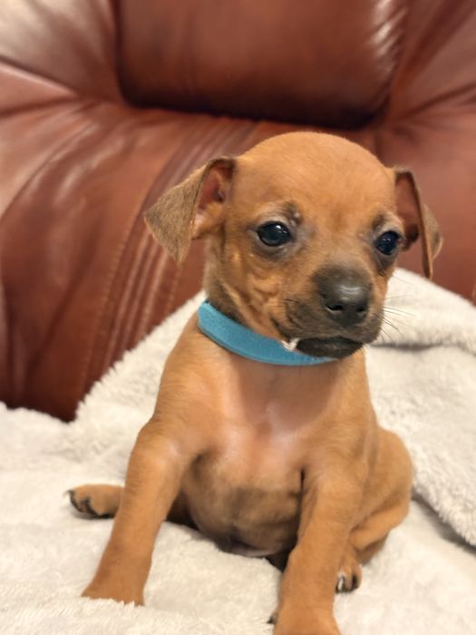 Pinczery miniaturowe