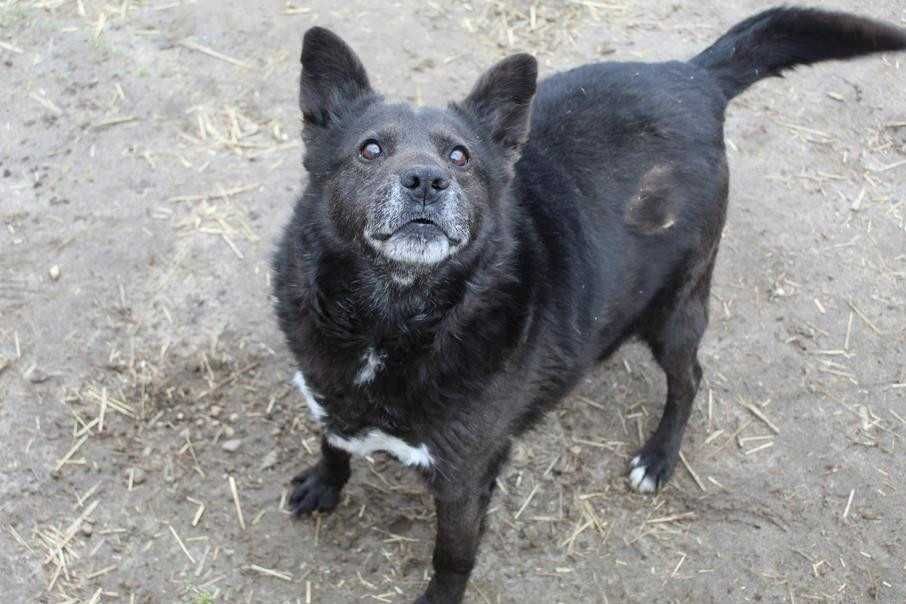 587829 Aleks do adopcji.