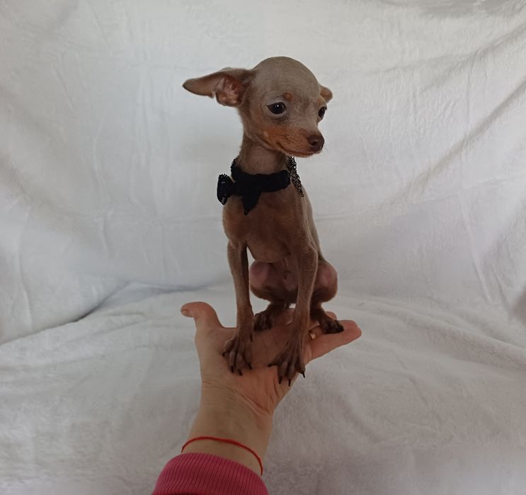 Супер мини  крошечный ладошечный