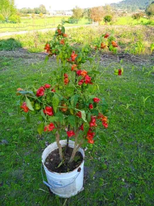 Vendo vaso com malaguetas muito picantes em forma de sinos.