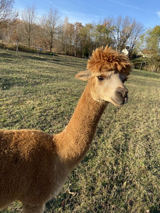 Alpaka, alpaki  samica sprzedam