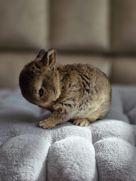 Pluszowy, hipoalergiczny karzełek, mini rex, od terapeuty