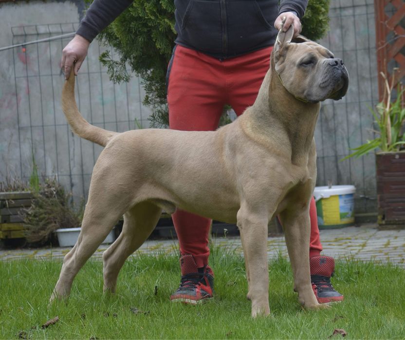 Puma Nero Cane Corso szczenie FCI po GRAND CHAMPIONIE