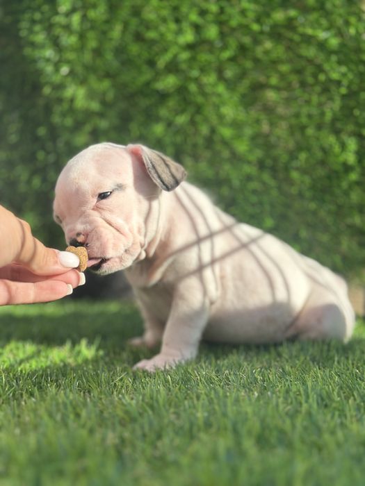 Bulldog frances puro