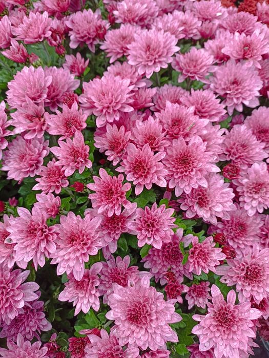 Продам хризантеми