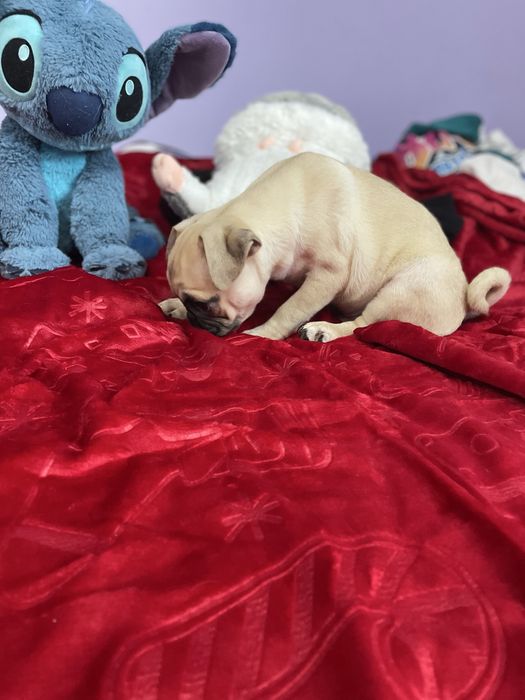 Mops samczyk beżowy chłopiec