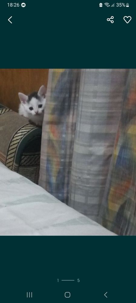Шотландські кошенята