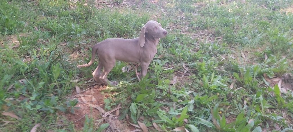 Weimaraner com lop