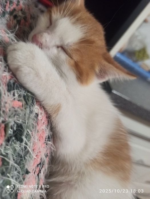 Oddam kotki za darmo