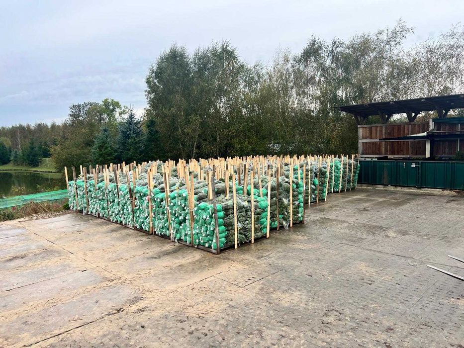 Jodła kaukaska w donicy 130-170 cm