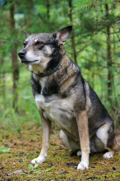 Gwara to niezwykła sunia - spokojna,delikatna i bardzo wdzięczna