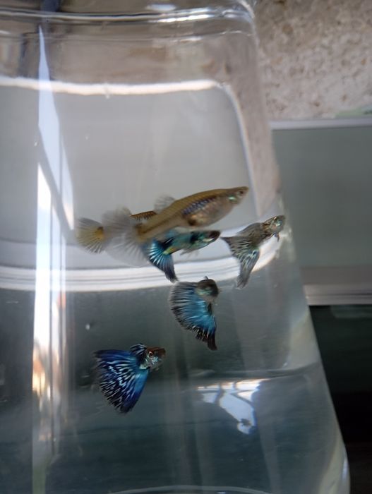 Guppies Blue Galaxi
