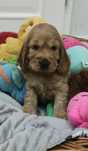 Suczka z rodowodem Cocker spaniel angiel