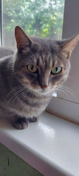 Шикарный кот европейской короткошерстной породьі