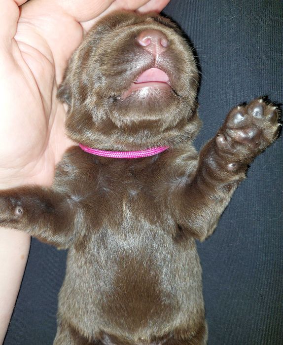 Labrador Retriever ZKwP/FCI- czekoladowy piesek