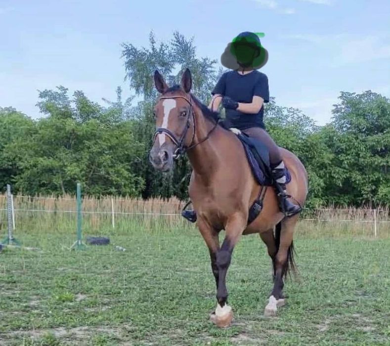 Sprzedam 12letnia  klacz dla osoby na poziomie BOJ