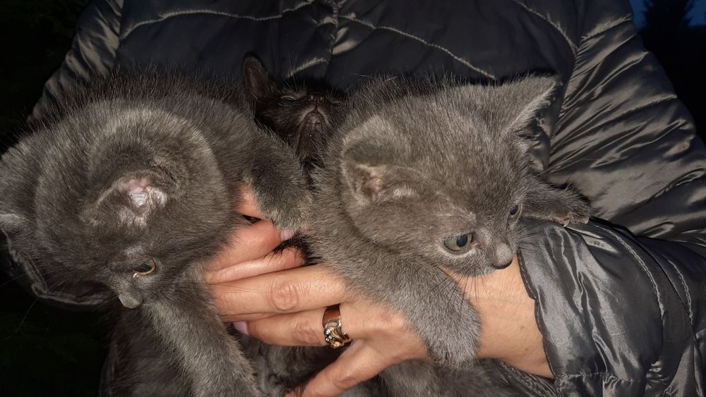 Віддам в добрі руки котенят