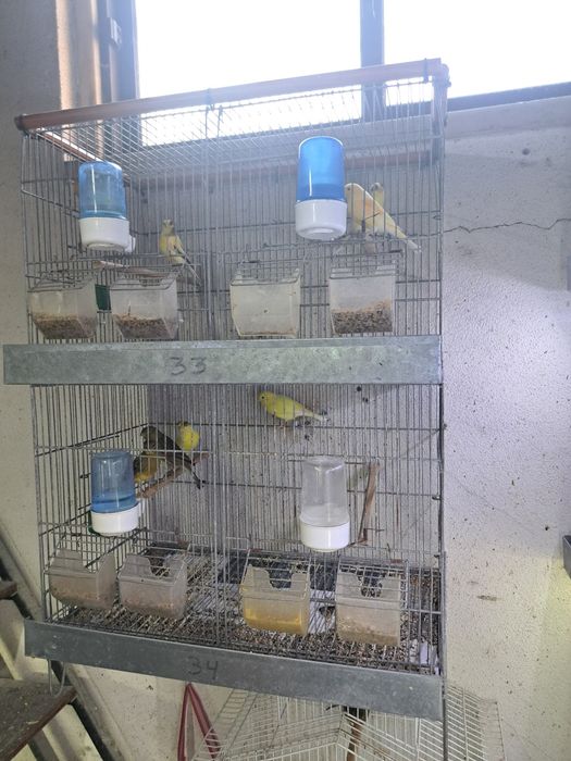 Canários timbrado espanhol