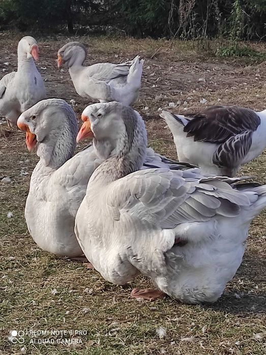 Chołmogory gęsi gęś
