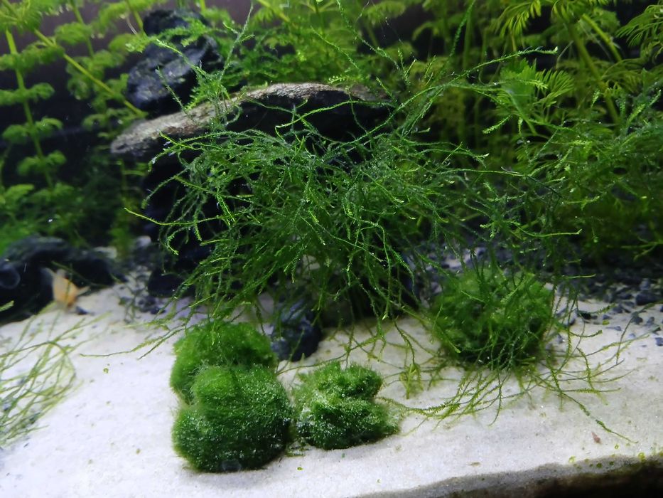 Mech jawajski do akwarium