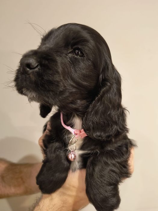 Cocker spaniel angielski suczka czarna