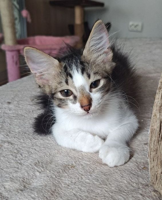 Кошеня хлопчик Марципан шукає родину