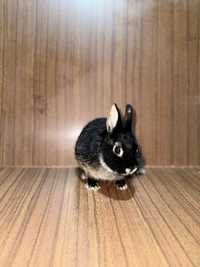 Coelhos anoes Netherland Dwarf