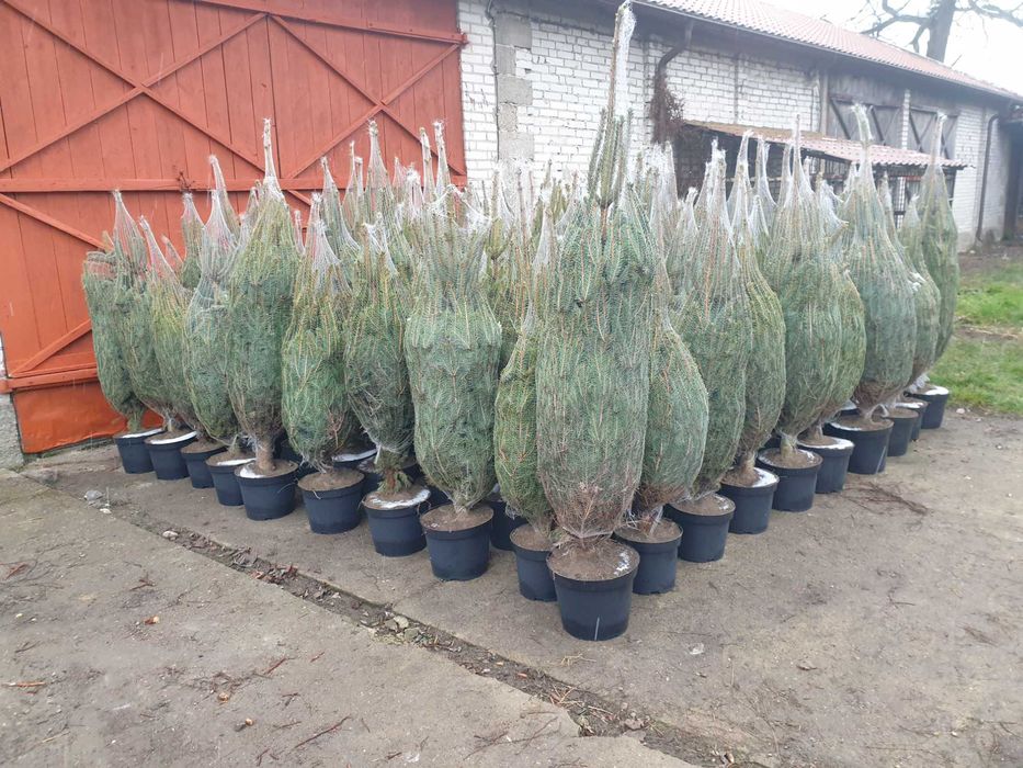 choinka, świerk świąteczny dowozem , Warszawa i okolice, producent