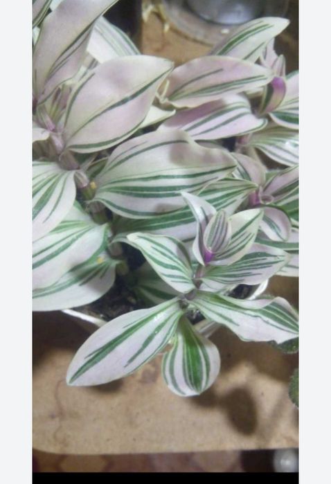 Традесканция триколор Фикусы