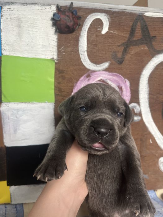 Цуценята кане корсо