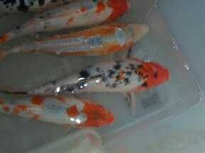 Karaś kolor,karp koi,orfa,karp,amur,tołpyga,wzdręga,jesitr,jaź,węgorz