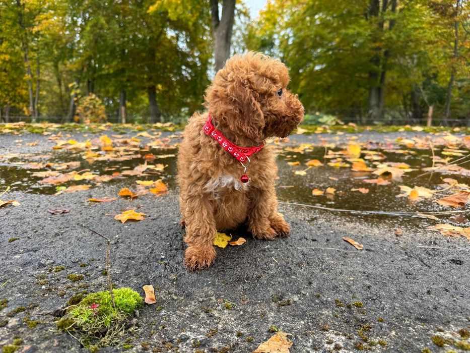 pudel miniaturowy suczka red